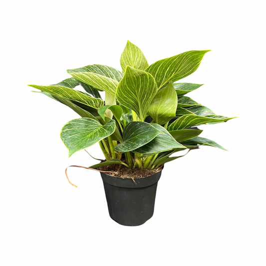 High-End Living Room Decor | Variegated & Statement Greenery