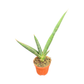 High-End Living Room Decor | Variegated & Statement Greenery