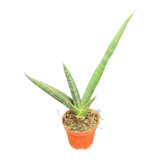 Sanseviera Black Bella