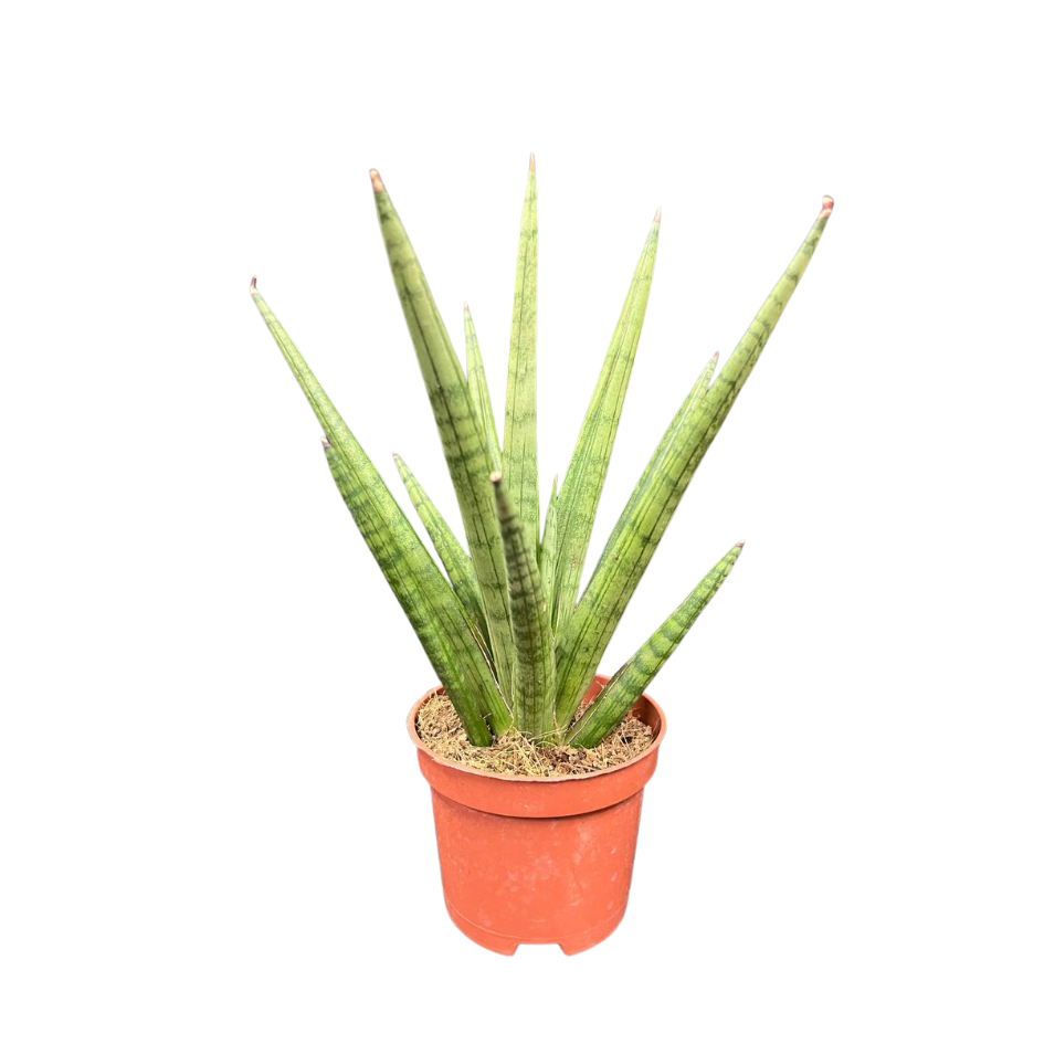 Sansevieria Bob
