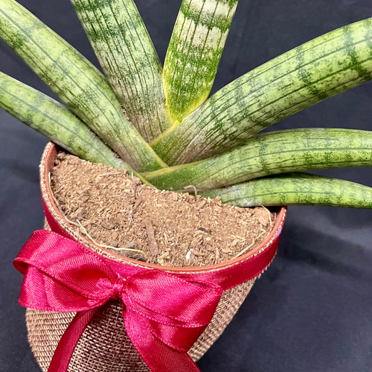 Plant Culture Sansevieria Boncel 9cm – Succulent Christmas Gift