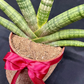 Plant Culture Sansevieria Boncel 9cm – Succulent Christmas Gift