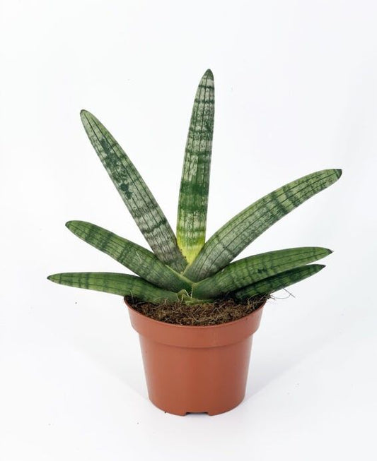 Sanseveria Boncel 9cm