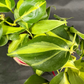 Plant Culture Philodendron Brasil – Heartleaf Christmas Gift Plant