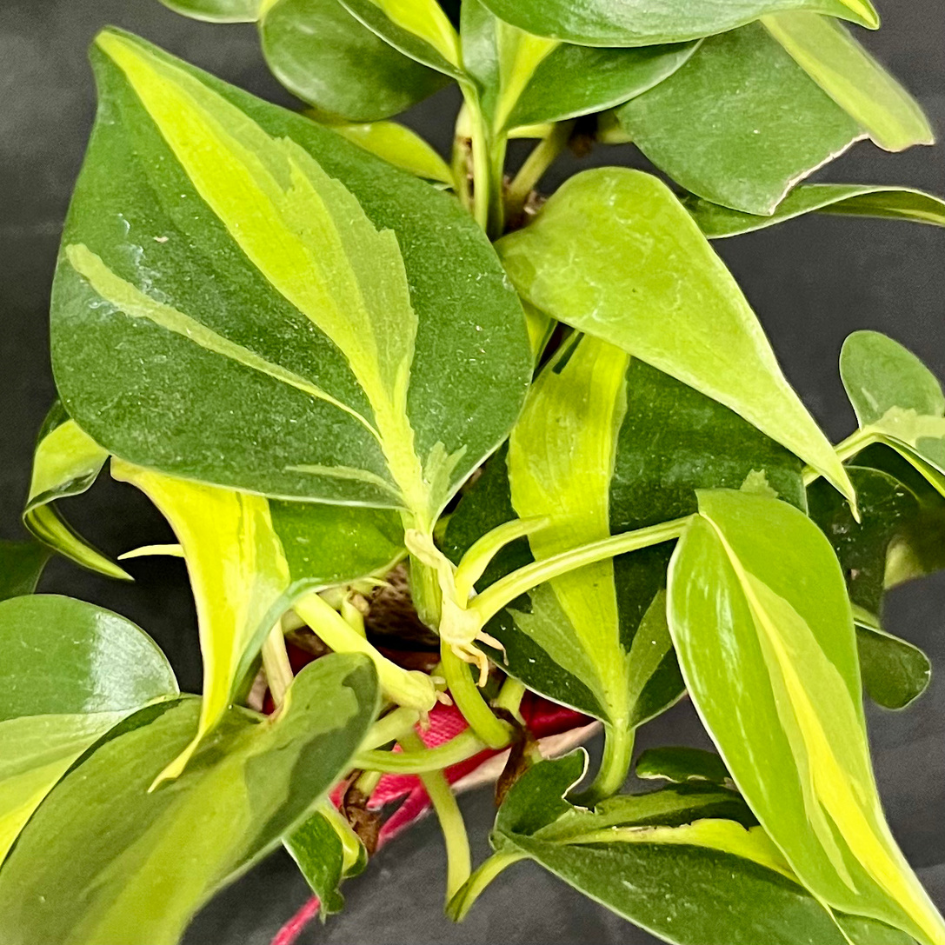 Plant Culture Philodendron Brasil – Heartleaf Christmas Gift Plant