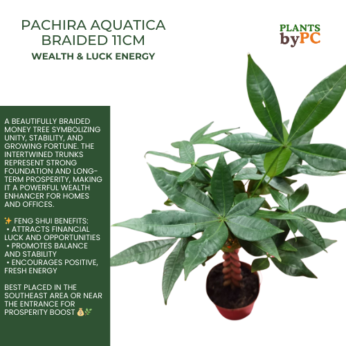 Braided Money Plant 12cm