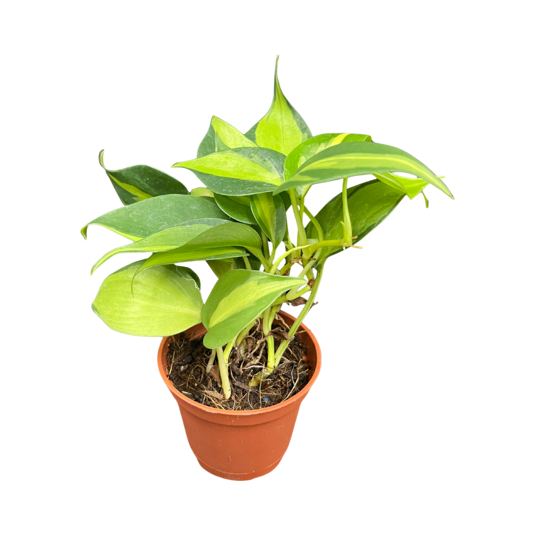 Stress-Free Bedroom Setup | Easy Care Indoor Greens