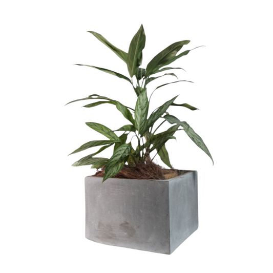 Modern Square Planter for Garden Decors | Cement Pots - 35cm x 20cm