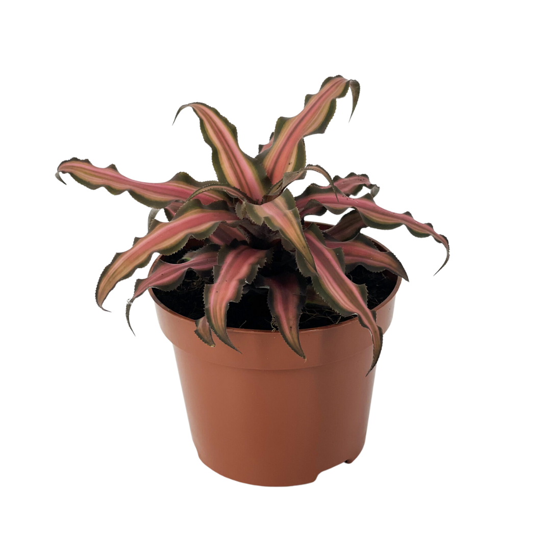 Cryptanthus