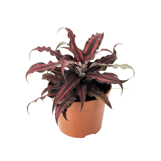 Cryptanthus