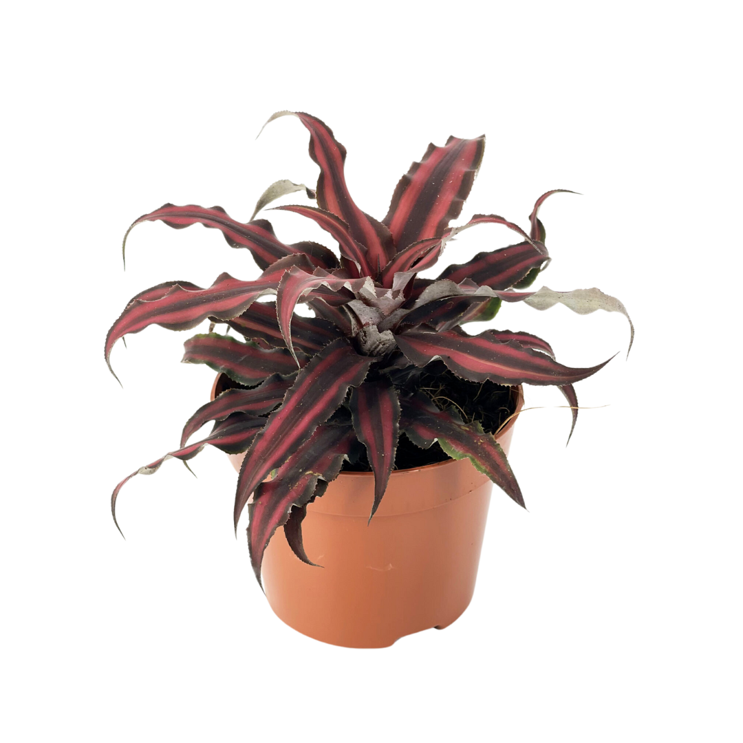 Cryptanthus Red Star