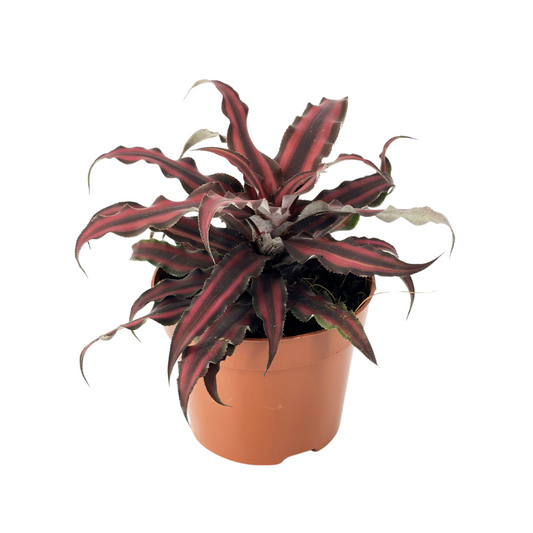 Cryptanthus Red Star
