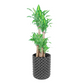 Fortune Plant Dracaena Fragrans