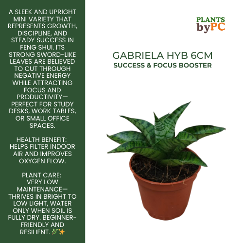 Hybrid Gabriela 6cm Sanseveria