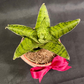 Plant Culture Sansevieria Gabriela 6cm – Compact Christmas Gift Plant