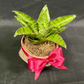 Plant Culture Sansevieria Gabriela 6cm – Compact Christmas Gift Plant