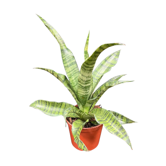 Sansevieria Trifasciata Hybrid