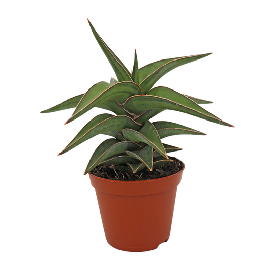 Sansevieria Lavranos 6cm