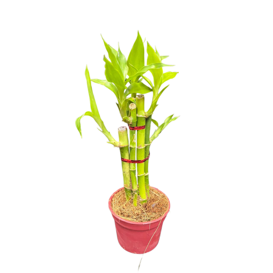 Dracaena Sanderiana (Lucky Bamboo)