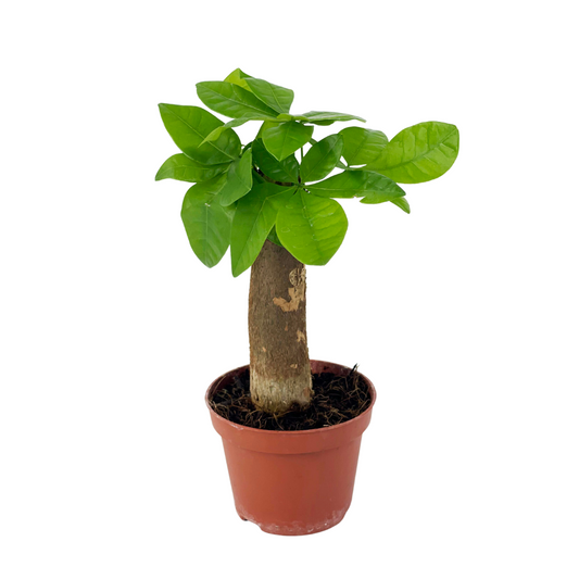 Money Plant 6cm