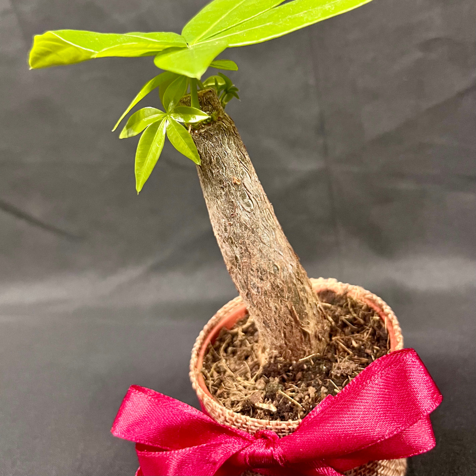 Plant Culture Money Plant 6cm – Good Fortune Christmas Gift