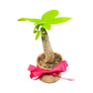 Plant Culture Money Plant 6cm – Good Fortune Christmas Gift