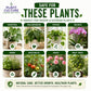 Plant Culture Nutri+ Neem Cake Organic Fertilizer & Soil Conditioner 50g/100g