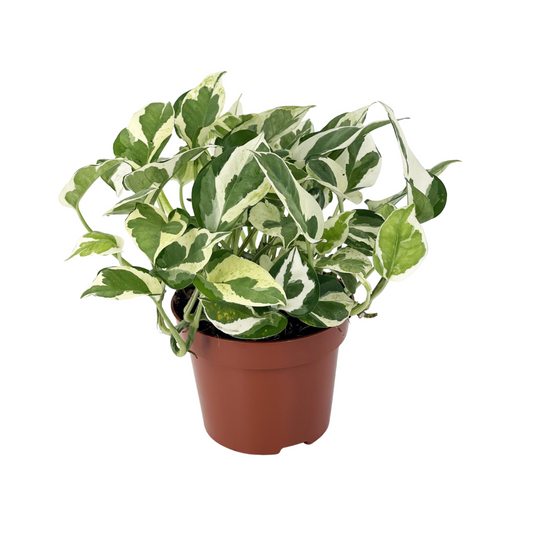 Photos Njoy Plants