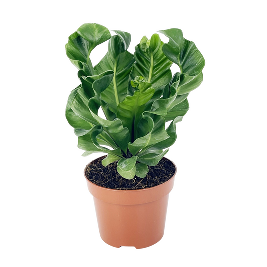 Cobra Fern
