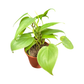 Stress-Free Bedroom Setup | Easy Care Indoor Greens