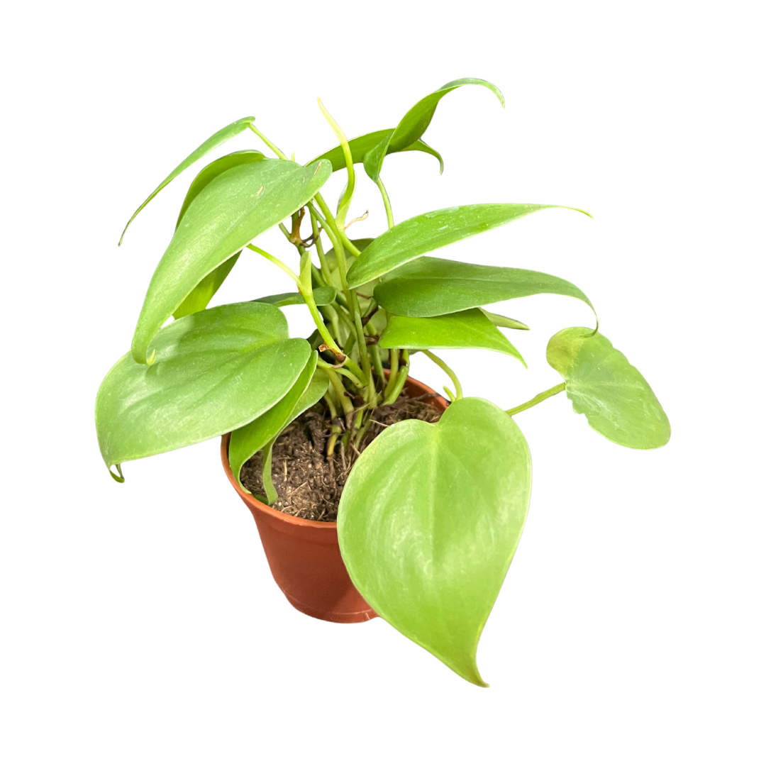 Stress-Free Bedroom Setup | Easy Care Indoor Greens