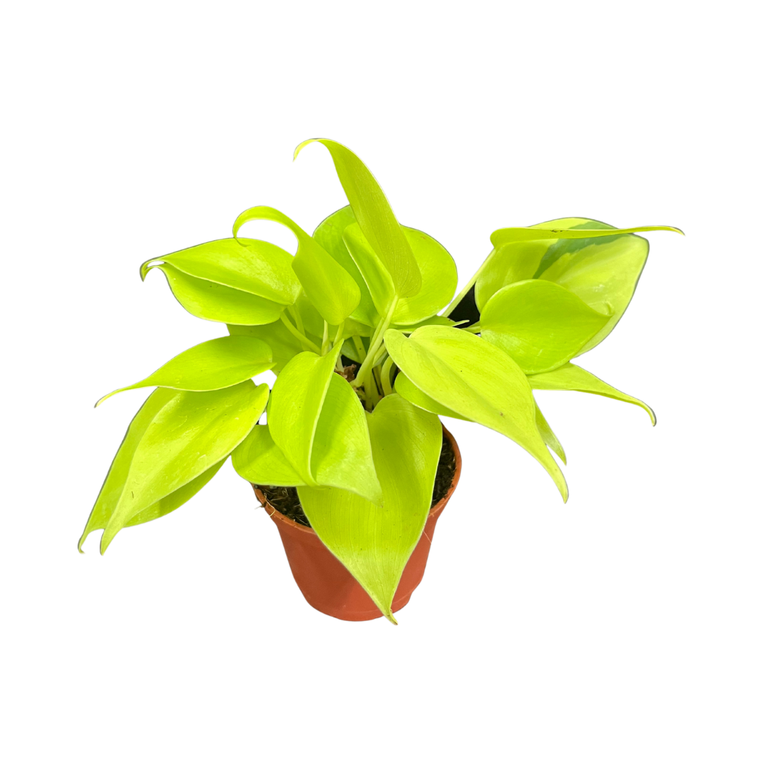 Stress-Free Bedroom Setup | Easy Care Indoor Greens