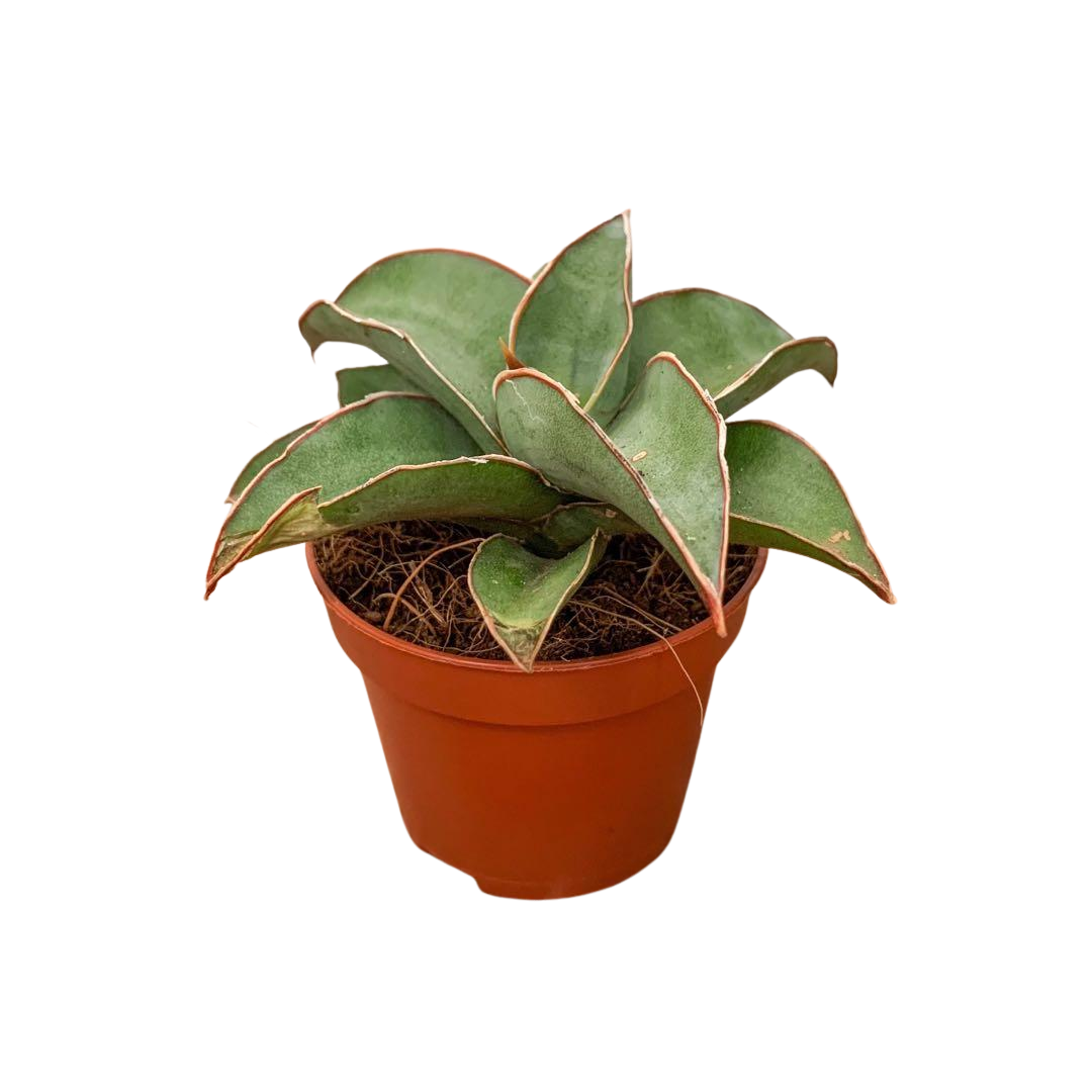 Sansevieria Blue Kew 6cm – Plant Culture PH
