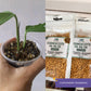 AICL Osmocote Extended Time Release Fertilizer 14-14-14 100G