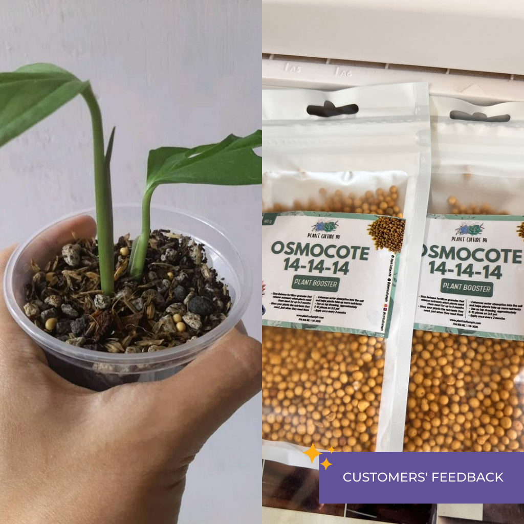 AICL Osmocote Extended Time Release Fertilizer 14-14-14 100G