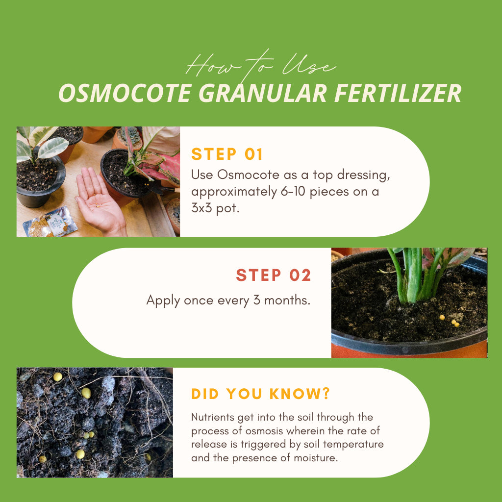 AICL Osmocote Extended Time Release Fertilizer 14-14-14 100G