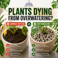 Plant Culture Pumice Stones 5KG | Premium Volcanic Pumice for Better Aeration, Drainage & Healthy Roots