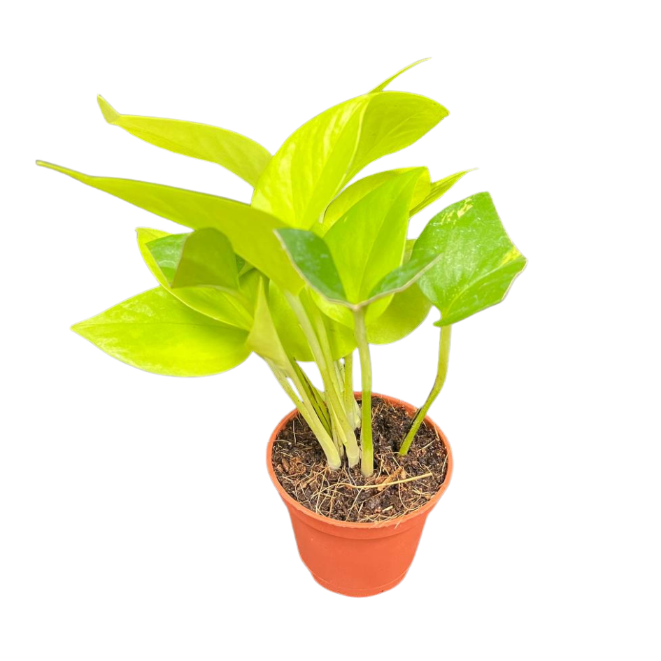 Neon Pothos 6cm