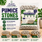 Plant Culture Pumice Stones 1KG | Soil Amendment for Better Drainage & Root Health | For Aroids, Succulents & Orchids