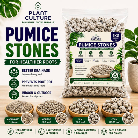 Plant Culture Pumice Stones 1KG | Soil Amendment for Better Drainage & Root Health | For Aroids, Succulents & Orchids
