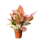 High-End Living Room Decor | Variegated & Statement Greenery