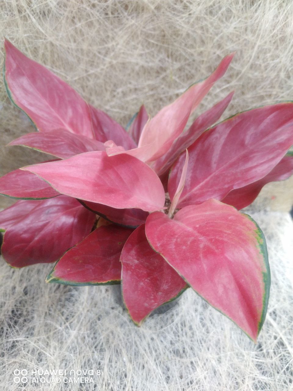 Aglaonema Red Lipstick