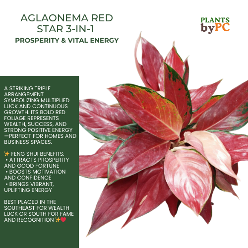 Aglaonema Red Star 3in1