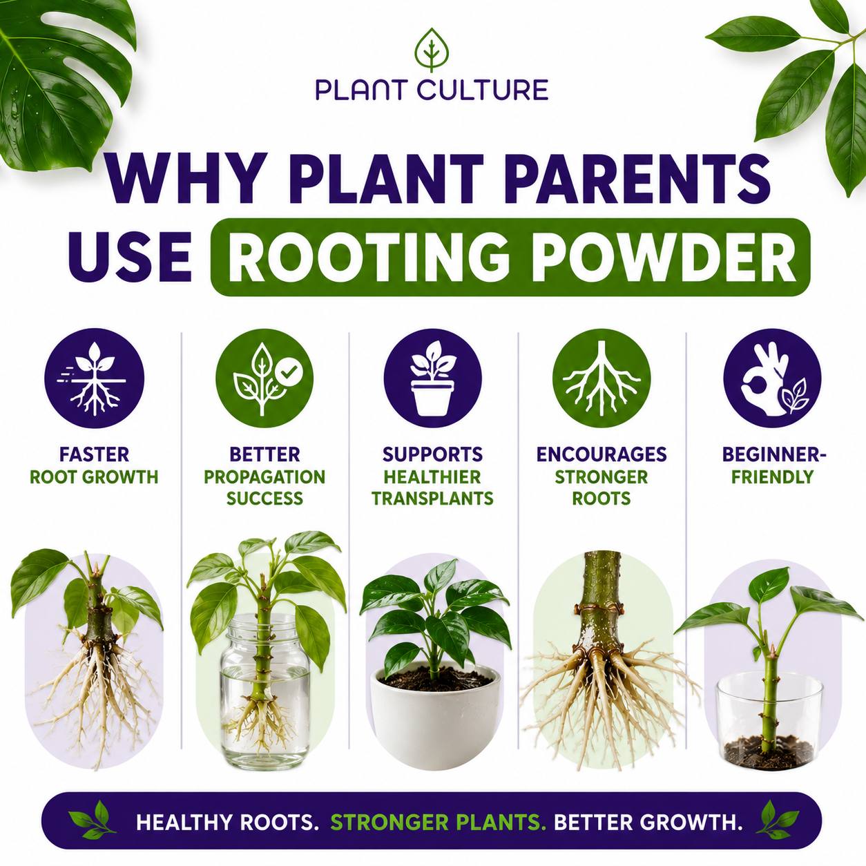 Plant Culture Rooting Powder | Plant Propagation Booster for Cuttings & Seedlings