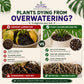 Plant Culture Cultured Soilless Potting Mix 1kg | 4kg Premium All-Purpose Soil-Free Mix