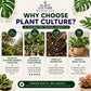 Plant Culture Cultured Soilless Potting Mix 1kg | 4kg Premium All-Purpose Soil-Free Mix