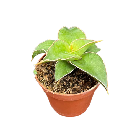 Sansevieria Star Canary