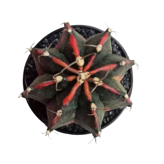 Gymnocalycium - Takeshi