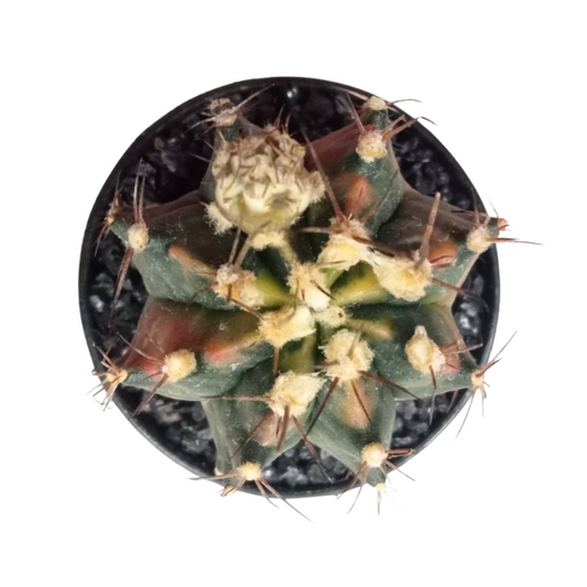 Gymnocalycium - SOS