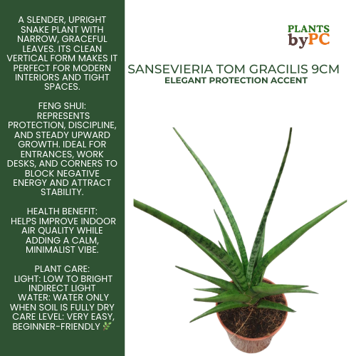 9cm Tom Gracilis Sanseveria